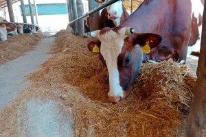 I krave "šalju poruke": Uživo iz buraga farmeru na mobitel stigla obavijest o teljenju