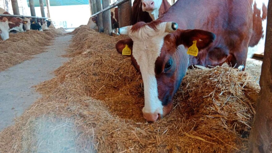 I krave "šalju poruke": Uživo iz buraga farmeru na mobitel stigla obavijest o teljenju