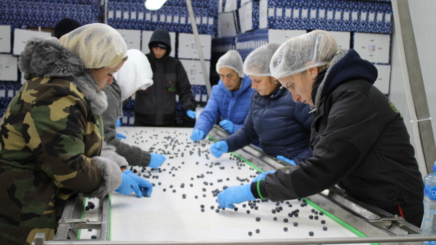 Borovnica - hladnjačom i certifikacijom do tržišta zapadne Evrope