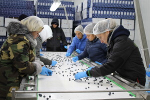Borovnica - hladnjačom i certifikacijom do tržišta zapadne Europe