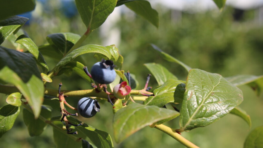 Zašto je važno čupati travu oko borovnica?