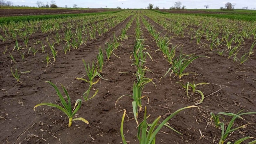 Umjesto fakulteta - proizvodnja bijelog luka: Kako početi?