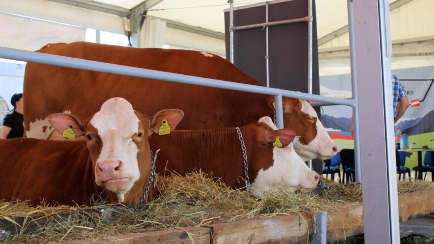 U Gudovcu će se ponovno birati najbolja hrvatska grla domaćih životinja - prijavite svoja!