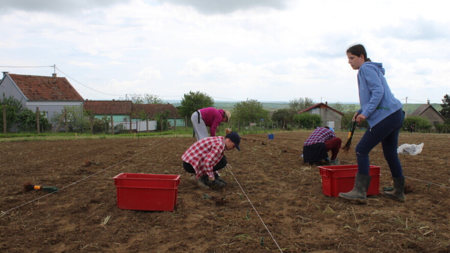 Genetska banka na otvorenom: Posađeno 279 sorata vinove loze iz cijelog svijeta