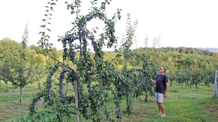 Šljivik Ivana Tubića donio šest tona uroda tri vrsne sorte