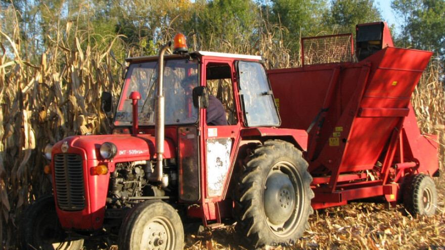 Kukuruz podbacio – stočari zabrinuti!