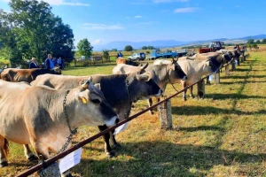 Sve je spremno za izložbu stoke u Gacku: Tradicija jača iz godine u godinu