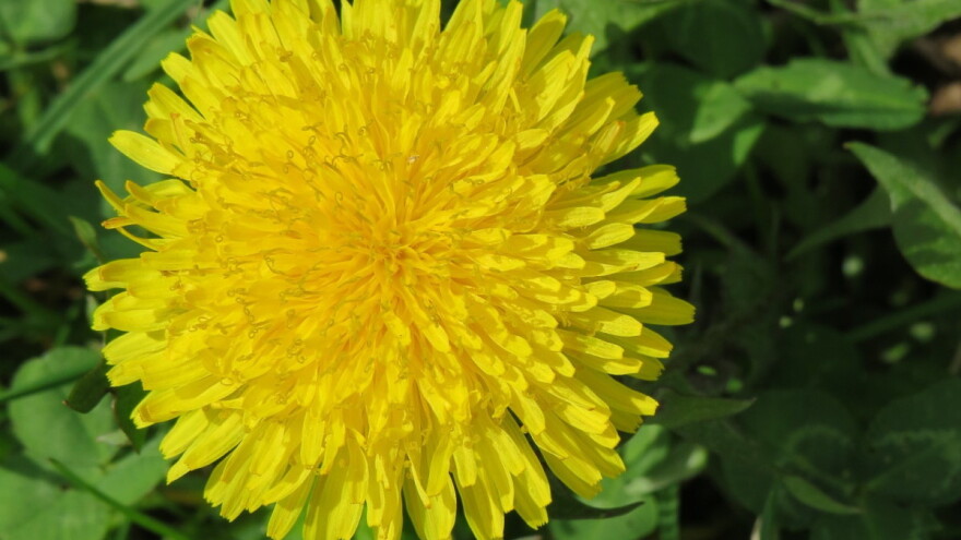 Vino od maslačka za bolji san - evo recepta