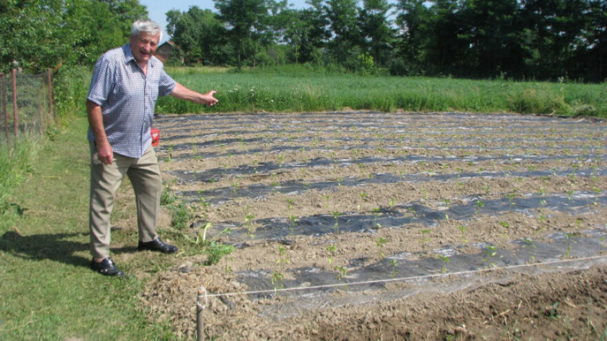 Kamilica će opet  mirisati Lijevče poljem