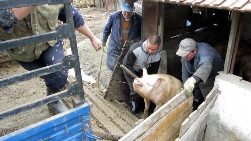 Konačno počeo državni otkup tovljenika