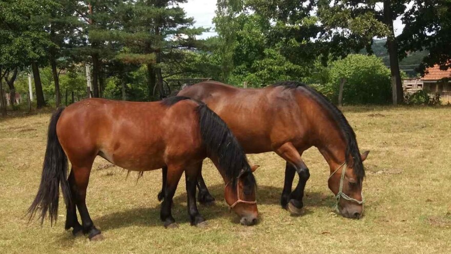 Krave, ovce i konji "održavaju" šljivik Miloša Bogojevića, s beračima je malo teže