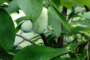 Indijanska banana, oblepiha, fežola i merala uspijevaju i kod Dragana Pavina
