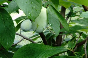 Indijanska banana, oblepiha, fežola i merala uspijevaju i kod Dragana Pavina