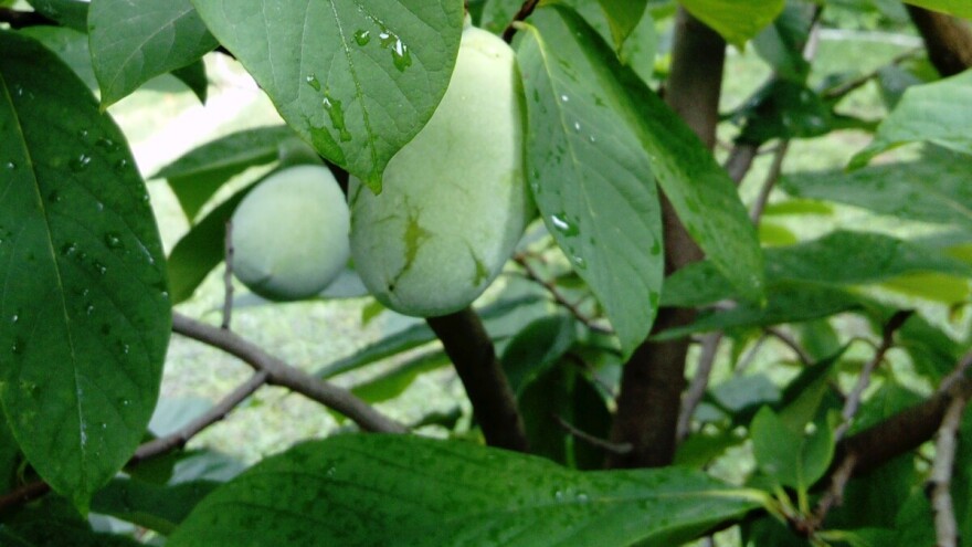 Indijanska banana, oblepiha, fežola, merala uspevaju i u Bačkoj Palanci