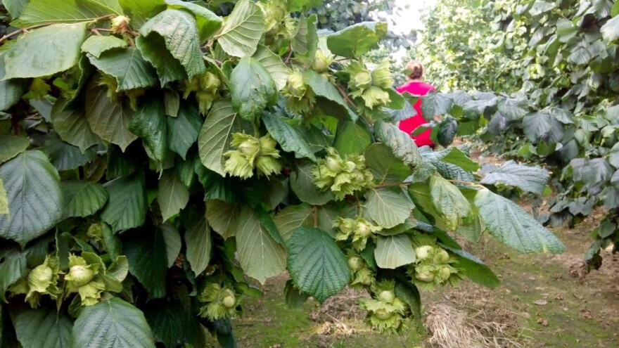 Uzgoj leske više nije tako profitabilan kao nekad - dobro dođu subvencije