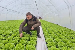 Zelena salata - zimska zarada?