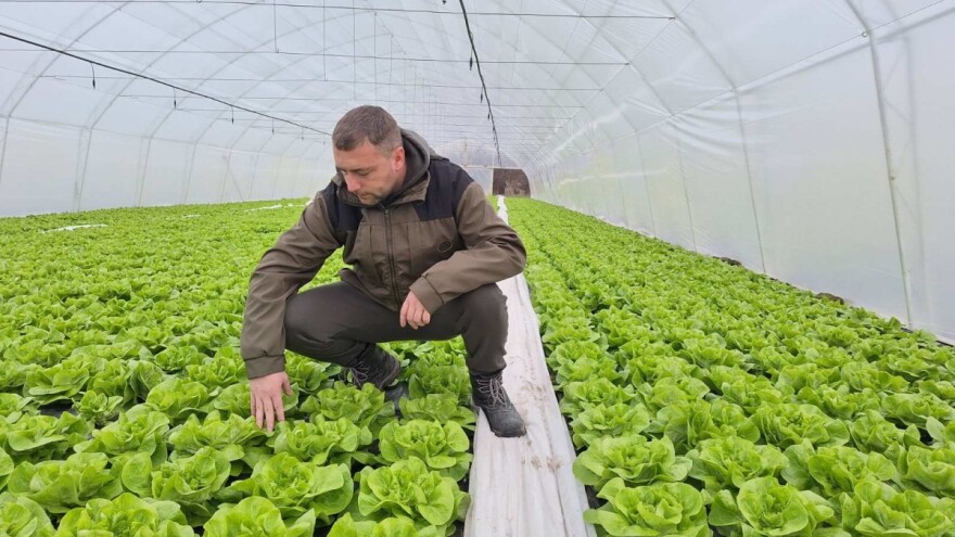 Zelena salata - zimska zarada?