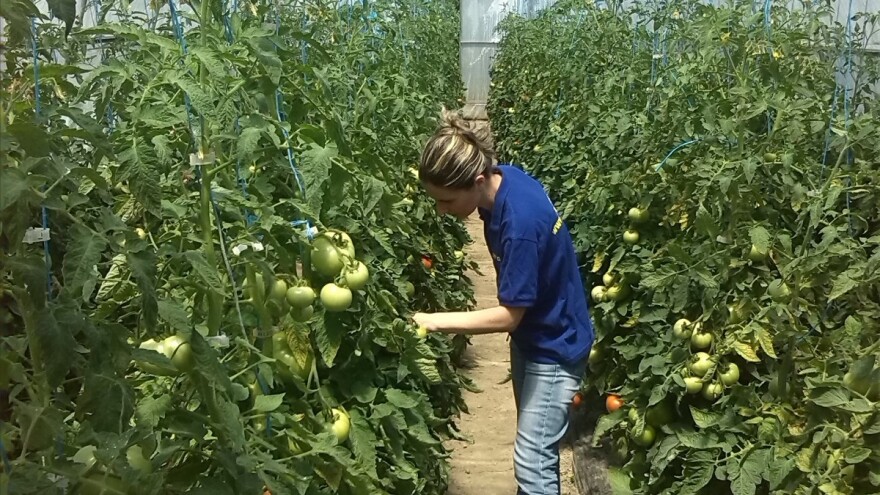 Šta raditi kod uvrtanja listova paradajza?