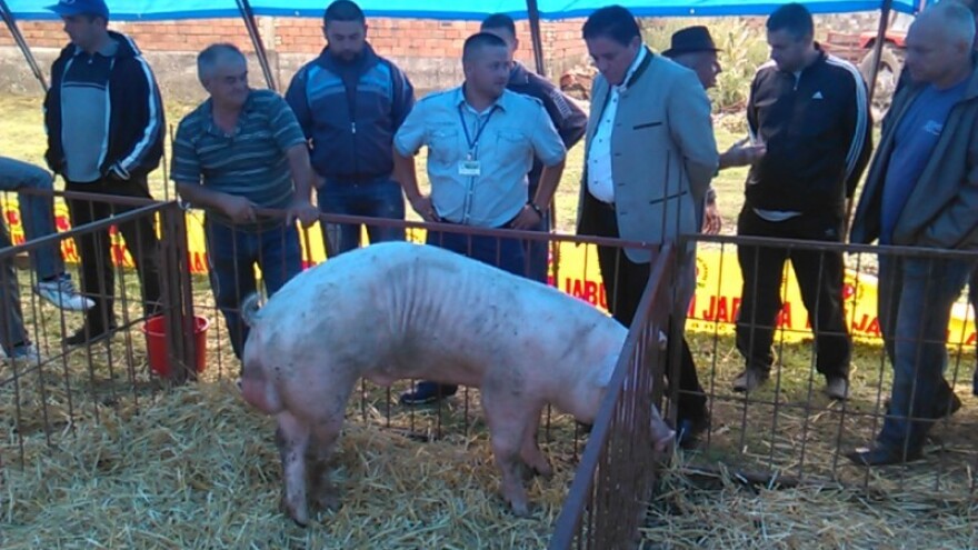 Sremski stočari ohrabreni pozivom iz Mitrosa