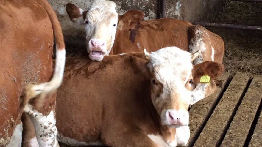 Mlečno govedarstvo - troškovi se jedva pokrivaju