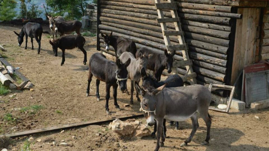 Prvi Muzej magaraca otvoren u Crnoj Gori - farmu posjetilo 57.000 ljudi