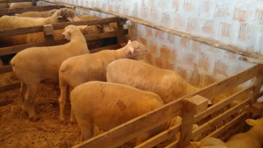 Obrovčani okupili ovčare