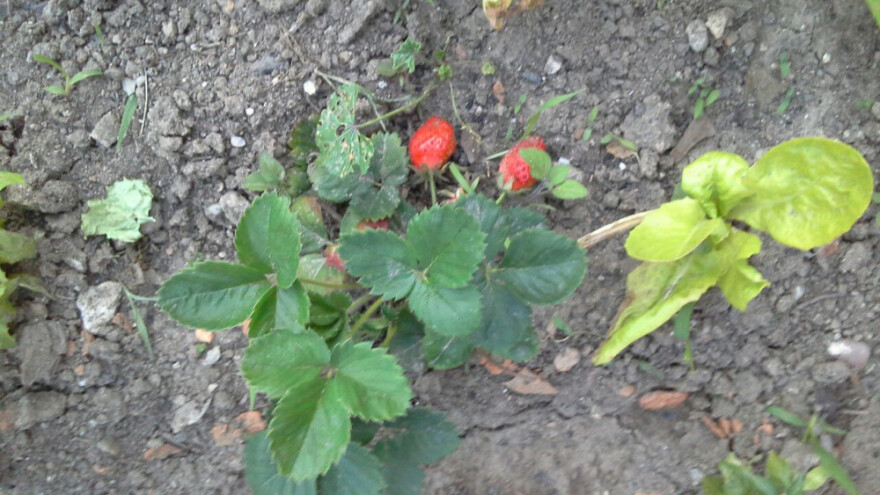 Organski principi za zdravu ishranu