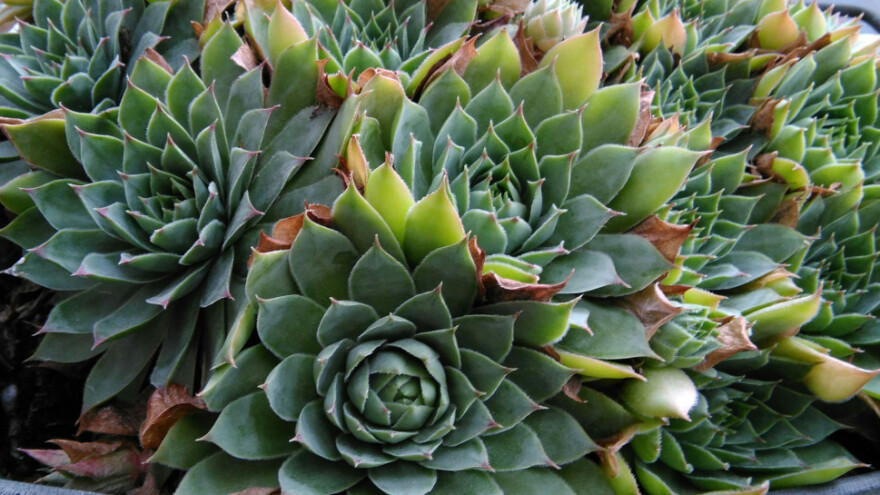 Nedovoljno istražena ljekovita svojstva  čuvarkuće