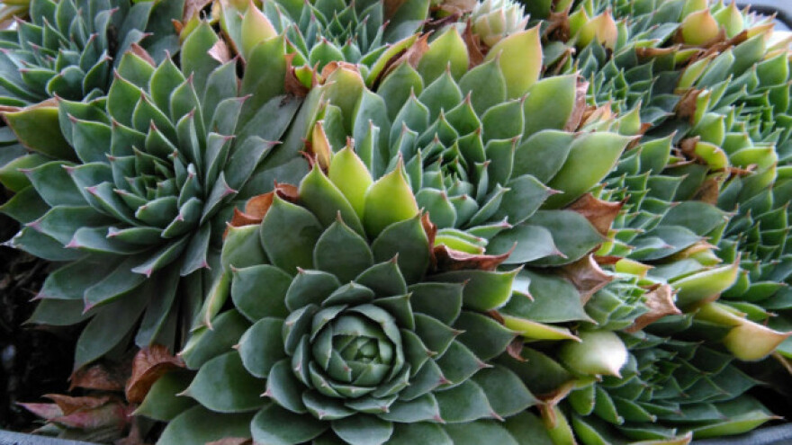 Lekovitost čuvarkuće nedovoljno istražena