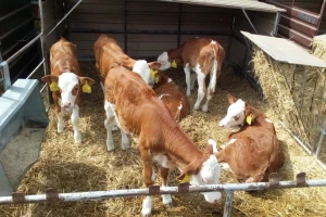 Smeštaj starije teladi - preporuke, dobri i loši primeri