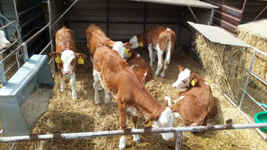 Smještaj starije teladi - preporuke, dobri i loši primjeri!