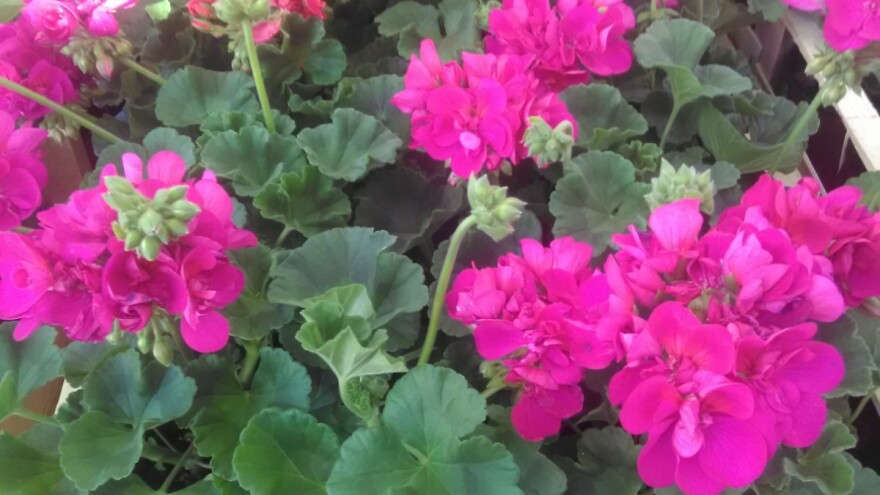 Repromaterijal sve skuplji, cene cveća ostaju iste