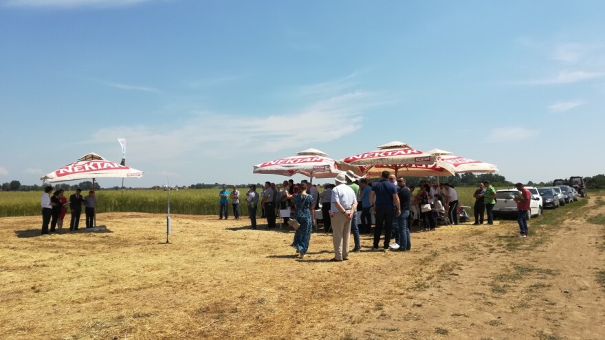 Uljarice u BiH imaju budućnost zbog sigurne i dobre otkupne cijene