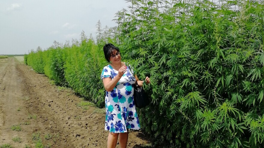 Povratak konoplje na srpske oranice