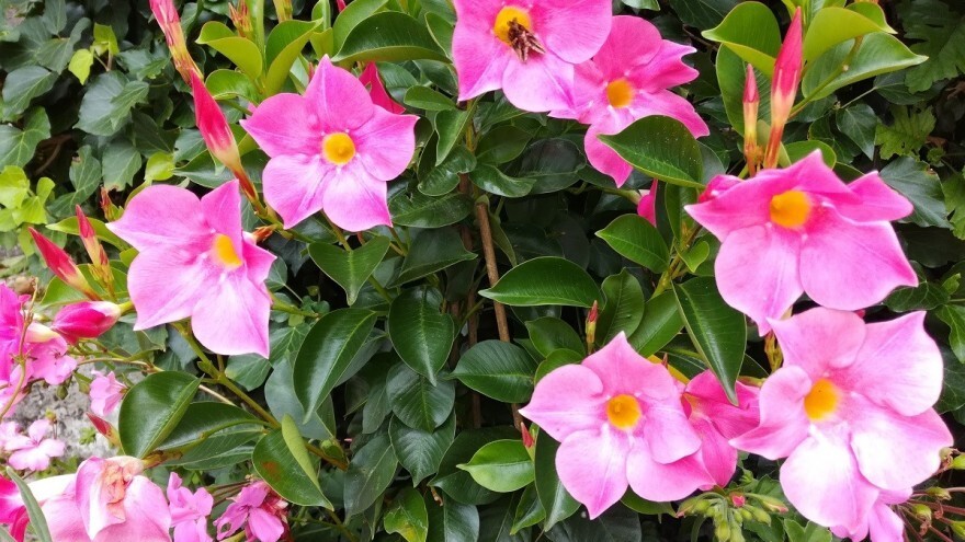 Uzgoj mandevile, tropske ljepotice