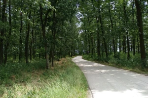 Za pošumljavanje - lokalnim samoupravama preko 35 miliona dinara