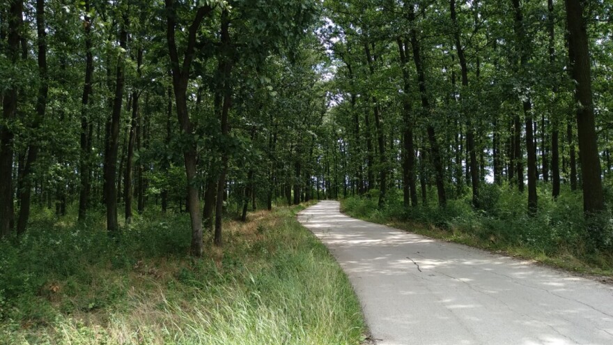 Za pošumljavanje - lokalnim samoupravama preko 35 miliona dinara