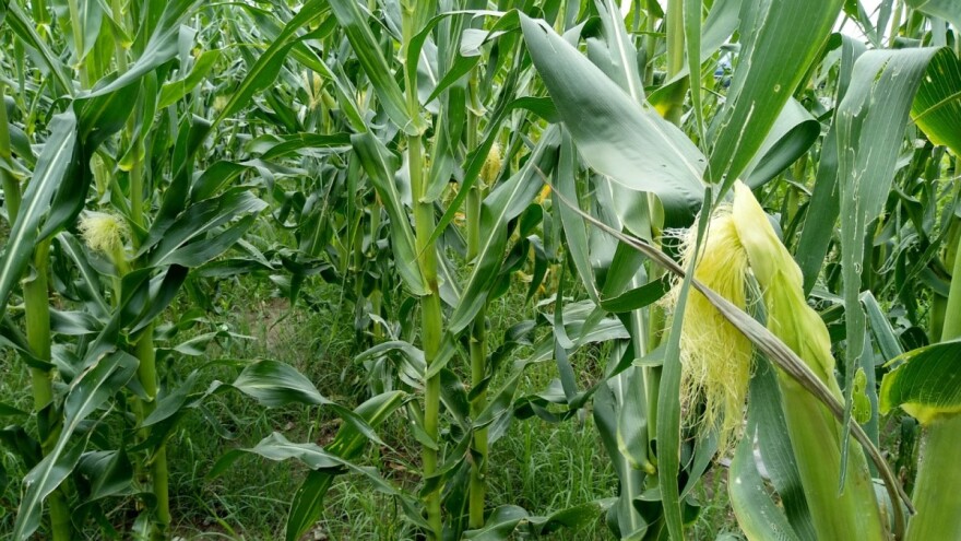 Velika vlažnost zemljišta u kukuruzu umanjiće prinose?
