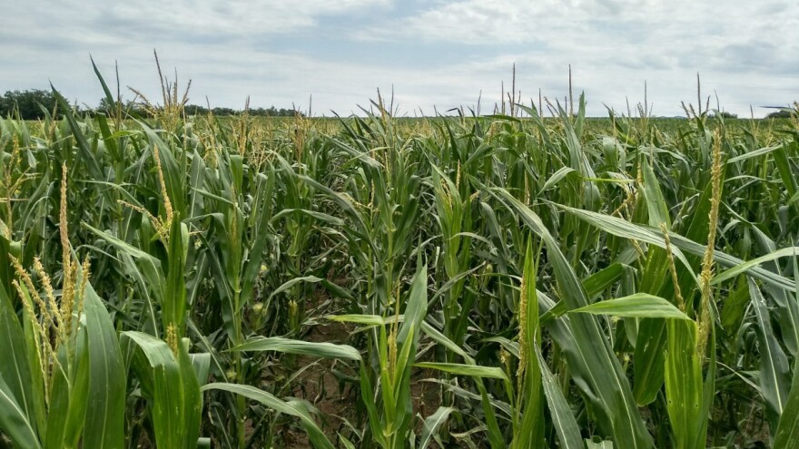 Somborski kukuruz tražen i u Evropi
