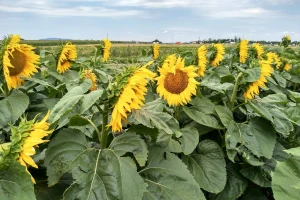 Suncokret bez prihrane - ratari se nadaju ceni roda preko 100 dinara?