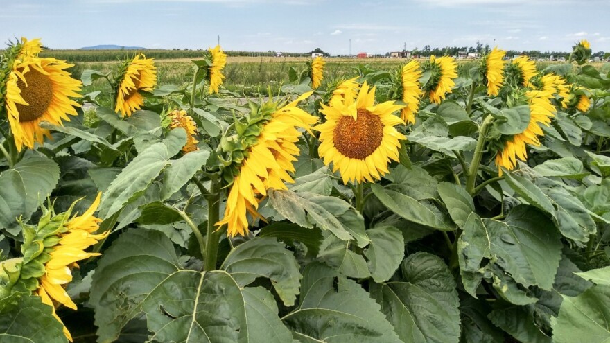 Suncokret bez prihrane - ratari se nadaju ceni roda preko 100 dinara?