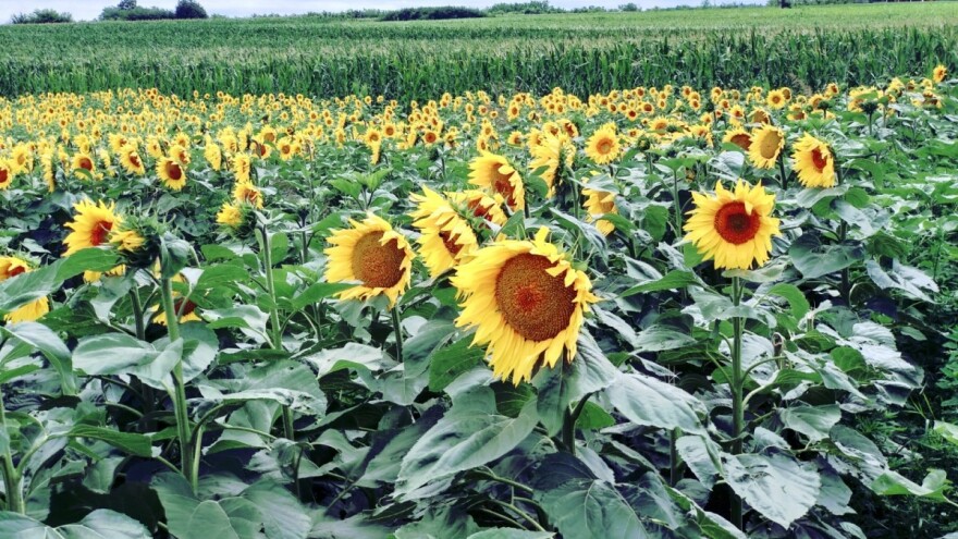 Značaj plodoreda: Suncokret na istu njivu tek posle pet godina