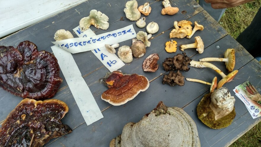 Svaka jestiva pečurka ima otrovnu dvojnicu - pazite prilikom berbe ili kupovine