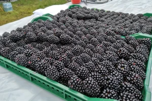 Reputaciju srpske kupine ne prati i cena proizvoda?