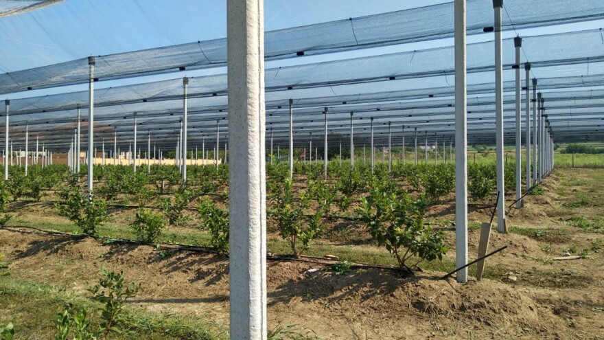 Kako boja protivgradne mreže utiče na zrenje i prinos plodova?