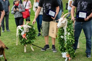 8. Festival sira, 20. Naj koza i 3. Smotra istarske ovce! 