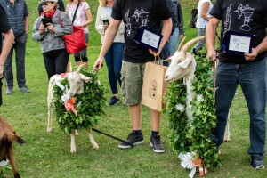 8. Festival sira, 20. Naj koza i 3. Smotra istarske ovce! 