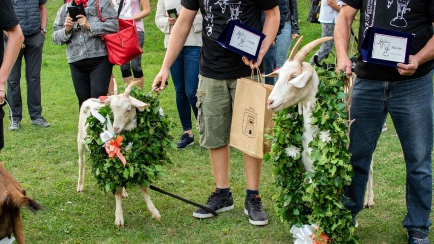 8. Festival sira, 20. Naj koza i 3. Smotra istarske ovce!