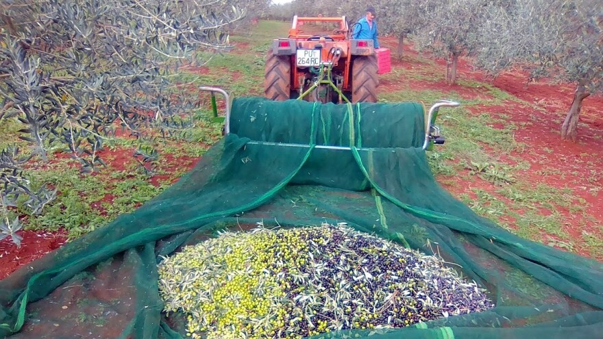 Šampion Noćnjaka: Najbolje otvoreno maslinovo ulje stiglo s OPG-a Gojtan