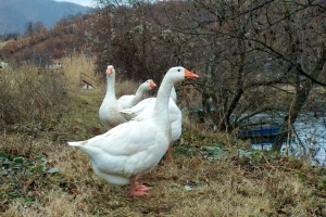 Novi slučajevi u Hrvatskoj: Potvrđena ptičja gripa kod domaće peradi i labuda